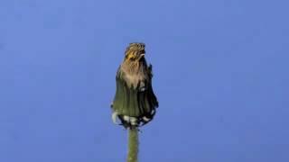 Time lapse Dandelion flower to seed head