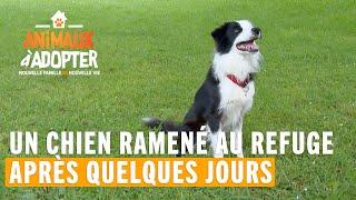 Un chien de 2 ans ramené au refuge seulement quelques jours après son adoption - Animaux À Adopter