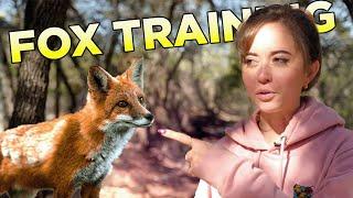 How We Train Our Foxes!