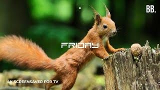 4K Friday Summer Forest Screensaver with Nature Sounds | for 4K TV, 4K Samsung, 4K LG, 4K TCL