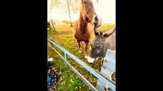 #осёл ️#лошадь #утродома #horse #villagevlog #burro #animals