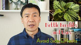 Stinging Nettle Benefits, Uses and Side Effects. Nettle Leaf or Root. How to Make Nettle Tea.