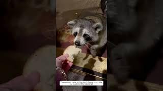 This raccoon came to the man's house every day for food and this happened