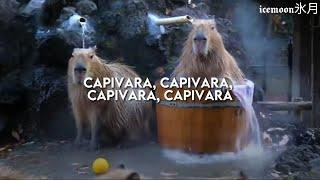 música russa sobre CAPIVARA que viralizou | capybara, capybara, capybara [tradução] tiktok meme