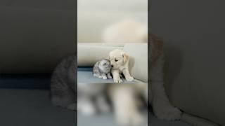 Golden Retriever Puppy and Kitten Become Best Friends From Day One