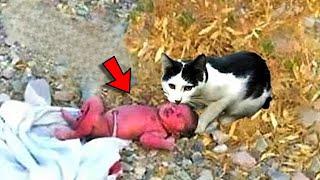 A Cat Found an Abandoned Baby What She Did to Him Shocked Everyone!