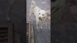 #dog #shortvideo #doglove 