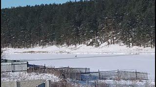 Roe deer crossing frozen river and running uphill