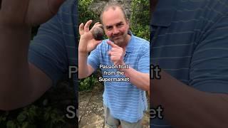 How to grow a passionfruit from the Supermarket #growyourgroceries