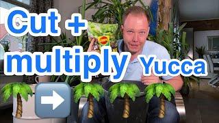 How to cut back and multiply yucca palms - foolproof gardener's guide