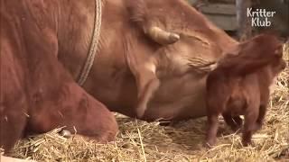 Regarder ce petit chien quand ils l'on séparer de la vache 