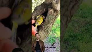 Sleeping Habits of the European Goldfinch