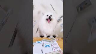 Who is the final winner?#fyp #puppy #funny #smartnico #funnydogs