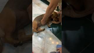 Dachshund loves my shoes #dog #dacshund #baby #doglover #dogs #pets #youtubeshorts #shorts #pet