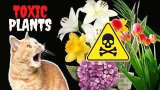 17 Common Houseplants That Are TOXIC to Cats