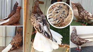 ПОНРАВИТСЯ КАЖДОМУ! Белохвостые мраморные иранские голуби | TOP iranian white-tailed pigeons 