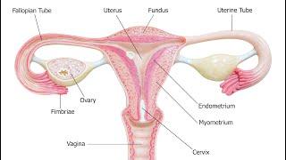 Hysterectomies with gynaecologist and laparoscopic surgeon Dr Natalia Novikova.