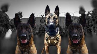 The Belgian Malinois Outsmarts All DOGS!