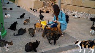 FEEDING a Group of 57 STRAY CATS