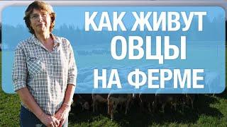 Овцеводство в России в 2024 году | Гастродача Вселуг