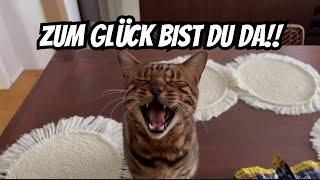 Elias ist krank geworden und konnte einige Tage zu den Katzen