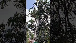 kokan special Mango #status #kokani #maharashtra #raigad