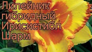 Лилейник гибридный Ирисистибл Шарм  обзор: как сажать, рассада лилейника Ирисистибл Шарм