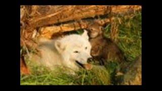 wolves.wmv