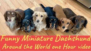 Miniature Dachshund dogs puppies funny videos Around world compilation Dachshund Videos one hour