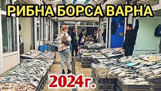 Рибен пазар Варна, есен 2024г. Пресен Калкан, Паламуд, Лефер, Чернокоп, Сафрид, Зарган, Шаран и др.