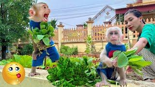 So cute! Baby monkeys TiTi and PiPi are excited to harvest vegetables with Mom.