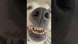 The goodest boy  #goofy #silly #shorts #funny #teeth #weird #pitbull #dog #smilingdog #puppy