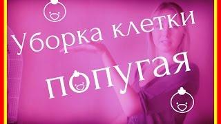 Влог: Уборка клетки попугая Волнистый попугайчик VLOG #Птицы