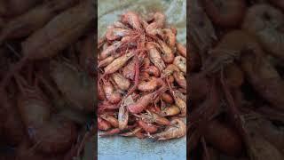 shrimp  cooked in oyster sauce
