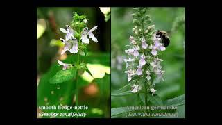 Plant Families 6a Lamiaceae lecture