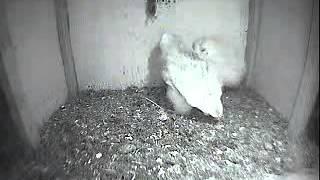 Prey delivery, #2 is not hungry - The Barn Owl Trust