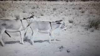 #animals meeting #donkey mating #viral #viralvideo