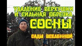 Александр Петров. Удаление верхушки и сильная обрезка сосны