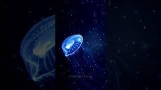  Meet the Immortal Jellyfish – Nature's Greatest Miracle!