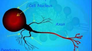 3. Insect Nervous System