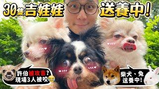 30隻吉娃娃等家中!!柴犬、兔、貂送養!許伯被攻擊!四年後回協會!許伯曾經最愛的還在嗎?【許伯簡芝】