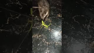 otter vs londok jawa #shorts #animals