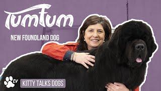 Show Grooming | TumTum the New Foundland Dog | Kitty Talks Dogs - TRANSGROOM