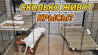 Сколько живут крысы и как продлить им жизнь. Продолжительность жизни крыс в домашних условиях