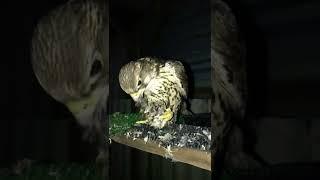 Сокол Falcon #сокол #falcon