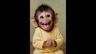 Can’t stop laughing at this monkey laugh ! 