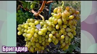 Виноград Бригадир - новинка селекции Е. Г. Павловского (Grape breeding Pavlovsky Brigadir)