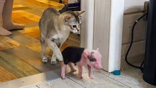 MINI-PIGS VISIT CATS