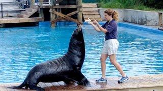 Funny Smart Cute Sea Lion Show