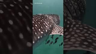 Filming a Whale Shark